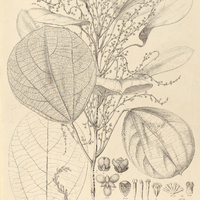 39. ABUTA rufescens.