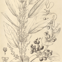 41. ABUTA I. Selloana, II. Imene.