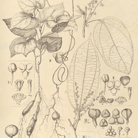 42. ABUTA I. concolor, II. guyanensis, III. panurensis, COCCULUS IV. Filipendula, V. enneandra, VI…
