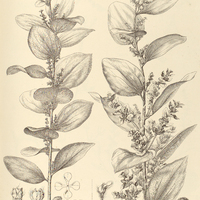 43. CISSAMPELOS ovalifolia.