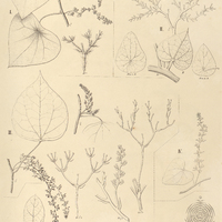 44. CISSAMPELOS I.fluminensis,II.sympodialis,III.andromorpha,IV.tamoïdes.V.SYCHNOSEPALUM…