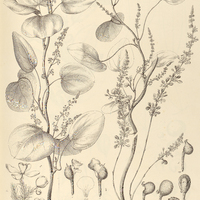 46. CISSAMPELOS fasciculata.