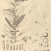 47. PACHYGONE I. oblongifolia, II. domingensis. SCIADOTAENIA III. amazonica, IV. cayennensis, V…