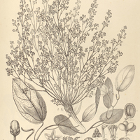 48. BOTRYOPSIS I. Platyphylla, II. Spruceana.