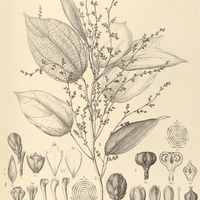 49. SYCHNOSEPALUM I. Paraënse, II. Sagotianum.