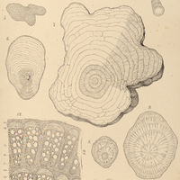 50. Anatomia Menispermacearum.