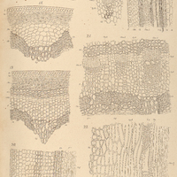 51. Anatomia Menispermacearum.