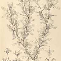 53. OSYRIS spinescens.