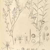 54. DACTYLAENA I. microphylla, II. Pohliana. III. PHYSOSTEMON lanceolatum. IV. POLANISIA…