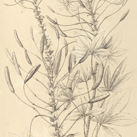 55. CLEOME trachycarpa.