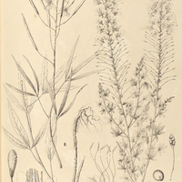 56. CLEOME I. rosea, II. paludosa, III. siliculifera.