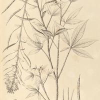 57. CLEOME psoraleaefolia.