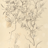 58. CLEOME I. diffusa, II. aculeata, III. GYNANDROPSIS pentaphÿlla.