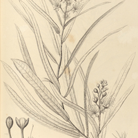 61. CAPPARIS (Mesocapparis) Jacobinae.