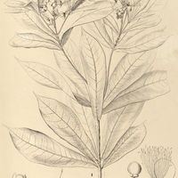 62. CAPPARIS (Capparidastrum) I. brasiliana, II. petiolaris.