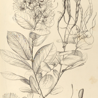 63. CAPPARIS (Cynophalla) I. cynophallophora var. ?, II. verrucosa.