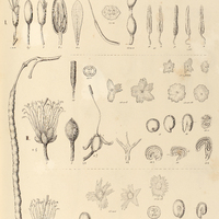 64. I. STERIPHOMA paradoxum, II. CAPPARIS (Quadrella) jamaicensis, III. CAPPARIS (Breyniastrum)…