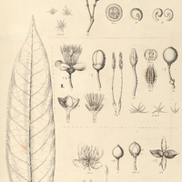 65. CAPPARIS I. (Calanthea) ferruginea, II. (Beautempsia) avicennifolia, III. Calyptrocalyx)…
