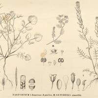 66. NASTURTIUM I. Bonariense, II. pumilum, III. SENEBIERA pinnatifida.