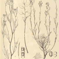 67. I. CARDAMINE Hilariana, II. VESICARIA montevidensis.
