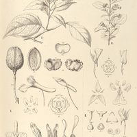 69. I. CORYNOSTYLIS Hybanthus, II. SCHWEIGGERIA floribunda.