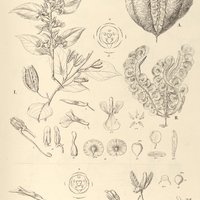 70. I. ANCHIETEA salutaris, A. var. Hilariana, B. var. Martiana. II. NOISETTIA longifolia.
