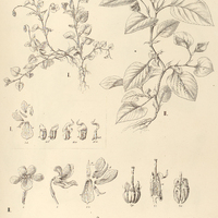 71. VIOLA I. gracillima, II. subdimidiata.