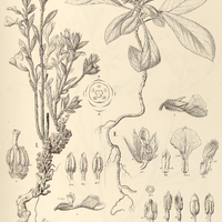 72. JONIDIUM I. lanatum, II. brevicaule.