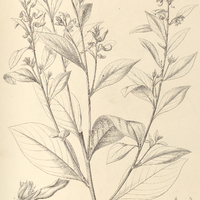 73. JONIDIUM commune.