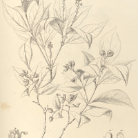 74. JONIDIUM atropurpureum.