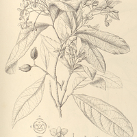 75. AMPHIRRHOX longifolia.