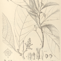 76. PAYPAYROLA I. grandiflora, II. Guianensis.