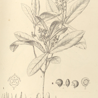 77. ALSODEIA I. Maximiliani, II. physiphora, III. castaneaefolia.
