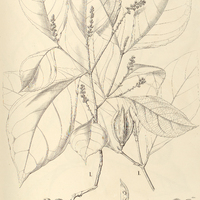 78. ALSODEIA I. macrocarpa, II. Guianensis.