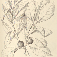 79. GLOEOSPERMUM I. sphaerocarpum, II. Sprucei.