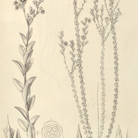 81. SAUVAGESIA I. racemosa, II. deflexifolia.