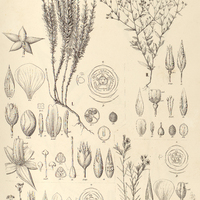 82. SAUVAGESIA. I. Sprengelii, II. ramosissima, III. linearifolia, IV. tenella.