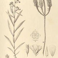 83. I. SAUVAGESIA longifolia, II. LEITGEBIA guianensis.