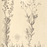 84. LAVRADIA I. glandulosa, II. Velloziana.