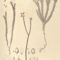 85. LAVRADIA I. alpestris, II. ericoides, III. elegantissima.