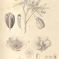 86. COCHLOSPERMUM I. Codinae, II. insigne.