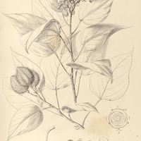 87. BIXA Orellana.