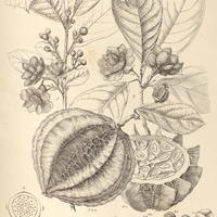 88. CARPOTROCHE Brasiliensis.