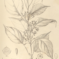89. ONCOBA I. latifolia, II. Maynensis.