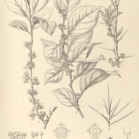 90. XYLOSMA ciliatifolium.