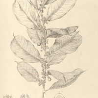 91. LAETIA calophylla.