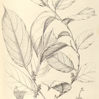 92. LAETIA cupulata.