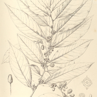 93. CASEARIA oblongifolia.