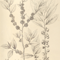 94. CASEARIA lasiophylla.