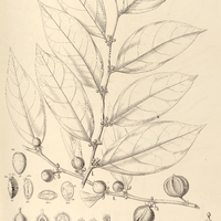 95. CASEARIA I. pauciflora, II. singularis.